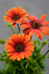 Beautiful rusty orange colored daisy flowers.