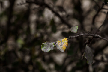 Volcanic ash from La Soufriere on leaves