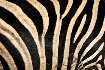 Fototapeta na wymiar Zebra stripes, full image size, close up
