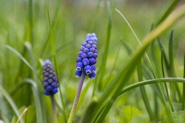 Muscari flowers growing on a flower bed