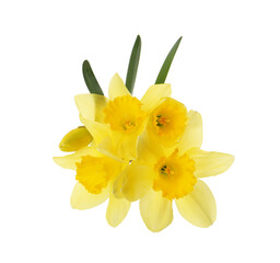 Beautiful blooming yellow daffodils on white background