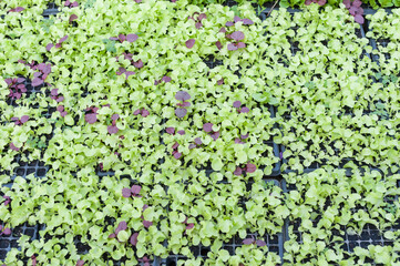 Close up view of beautiful exotic plant with green shiny smooth.