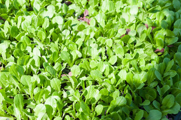 Close up view of beautiful exotic plant with green shiny smooth.