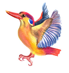 Obraz premium Watercolor colorful wild bird. White background.
