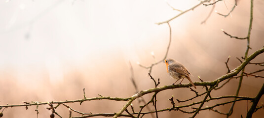 Fototapeta na wymiar European robin sits and sings on a branch.