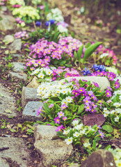 Primroses Flowers Blooming in a Spring Garden
