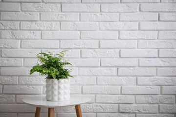 Beautiful fresh potted fern on table near white brick wall. Space for text