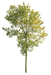 Autumnal Plane Tree, isolated tree on white background