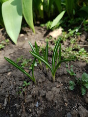 onions in the garden