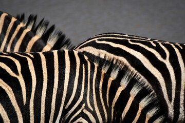 Zebra body in close up
