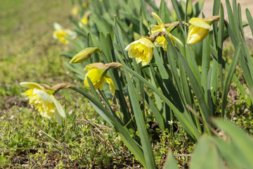 Fototapeta na wymiar Beautiful daffodils growing in garden on sunny day