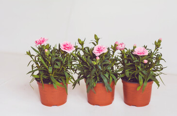 Fototapeta premium Pink Cloves Flowers in Small Pots on a White Background 