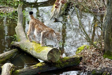lynx
