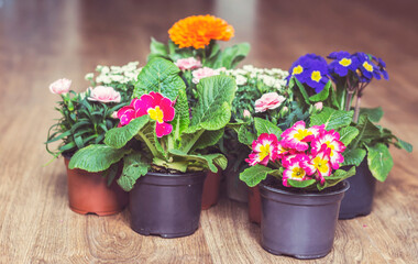 Primroses and Cloves Flowers in Small Pots on a Wooden Background 
