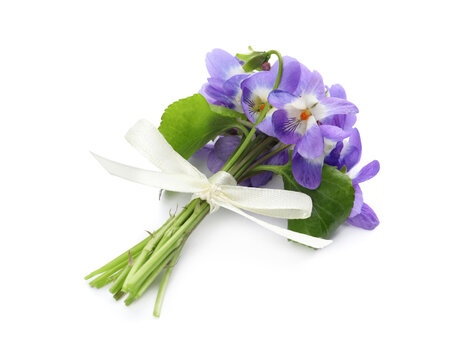 Beautiful wood violets on white background. Spring flowers