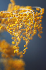 Mimosa branch with yellow balls on a blue background.  - 430405856