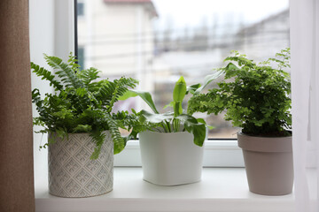 Different beautiful ferns in pots on white window sill