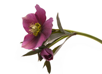 burgundy hellebore flower isolated