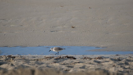 Möwe in Kuba