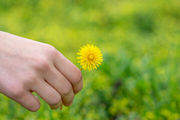 yellow dandelion in the girl's hand on a background of green grass