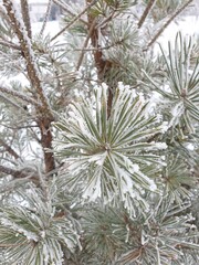 snow covered pine needles