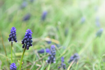 muscari flowers and green grass sunlit field. Beautiful spring background.