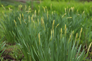 Fototapeta na wymiar Beautiful unopened daffodils outdoors on spring day
