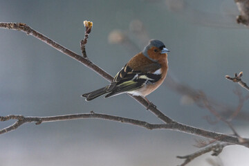 The Common chaffinch or simply the chaffinch (Fringilla coelebs)