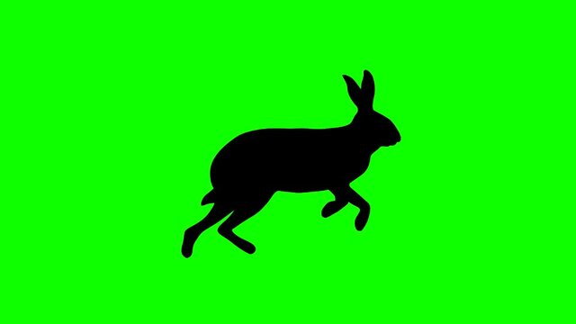 A running hare, animation on the green background