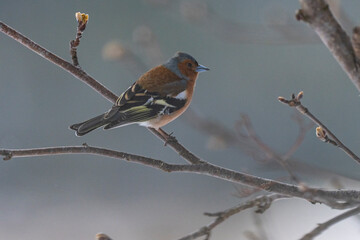 Obraz premium The Common chaffinch or simply the chaffinch (Fringilla coelebs)