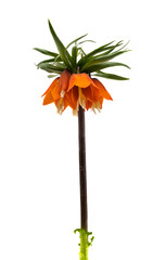 flower hazel grouse isolated