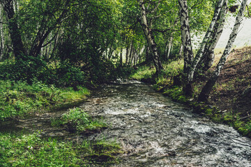 Scenic landscape with small river in birch grove in vintage tones. Atmospheric forest scenery with green mountain river with transparent water and stony bottom. Clear water in beautiful mountain brook