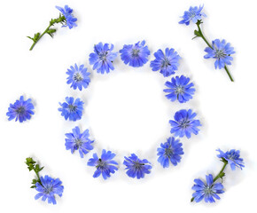 Frame of blue flowers chicory ( Cichorium intybus ) white background with space for text. Top view, flat lay