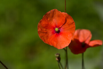 Fototapeta premium red poppy in a field