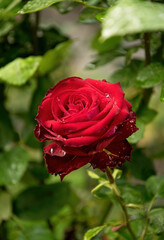 Delicate flower of a summer English red rose in the garden	