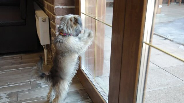 A small puppy barks through the door window, missing its owner. Light shaggy dog.