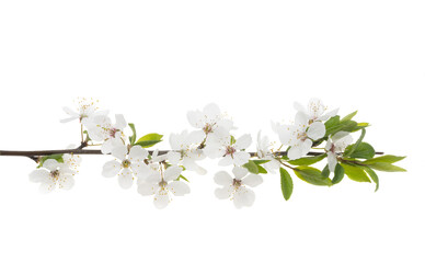 flowering branch of cherry isolated