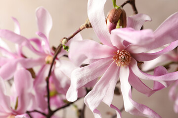 Obraz na płótnie Canvas Magnolia tree branches with beautiful flowers on beige background, closeup