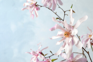 Magnolia tree branches with beautiful flowers on light blue background, closeup. Space for text