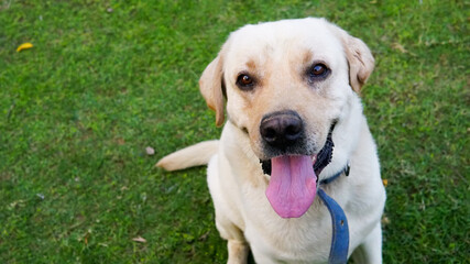 a big smile of rescued male Labrador retriever