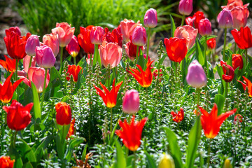 field of tulips