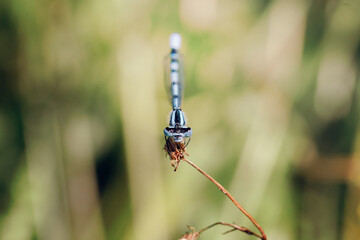 Beautiful damesfly Enallagma cyathigerum. Macro Shot. blue dragonfly is sitting on grass in a meadow. insect dragonfly close up macro.