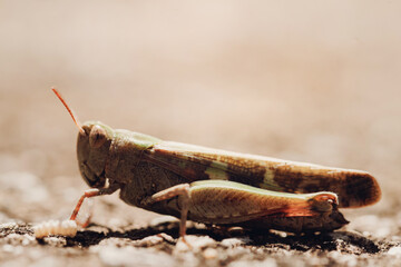 Meadow Grasshopper (Chorthippus parallelus), macro shot of a grasshopper