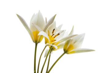wild tulip isolated