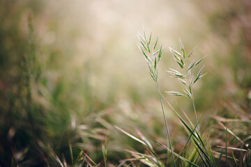 spring background with grass and flowers. For use as a backdrop