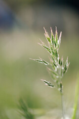 spring background with grass and flowers. For use as a backdrop