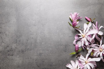 Fototapeta na wymiar Magnolia tree branches with beautiful flowers on grey table, flat lay. Space for text