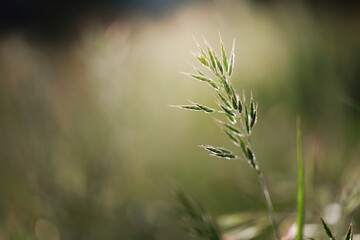 spring background with grass and flowers. For use as a backdrop