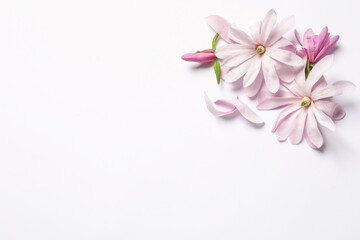 Beautiful pink magnolia flowers on white background, top view