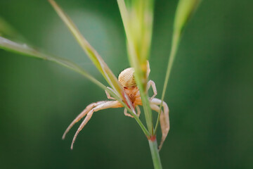 Cute small spider in its habitat. Insect detailed portrait with soft green background. Wildlife scene from nature.